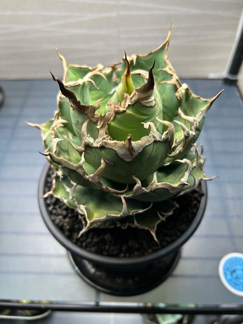 アガベ シーザー