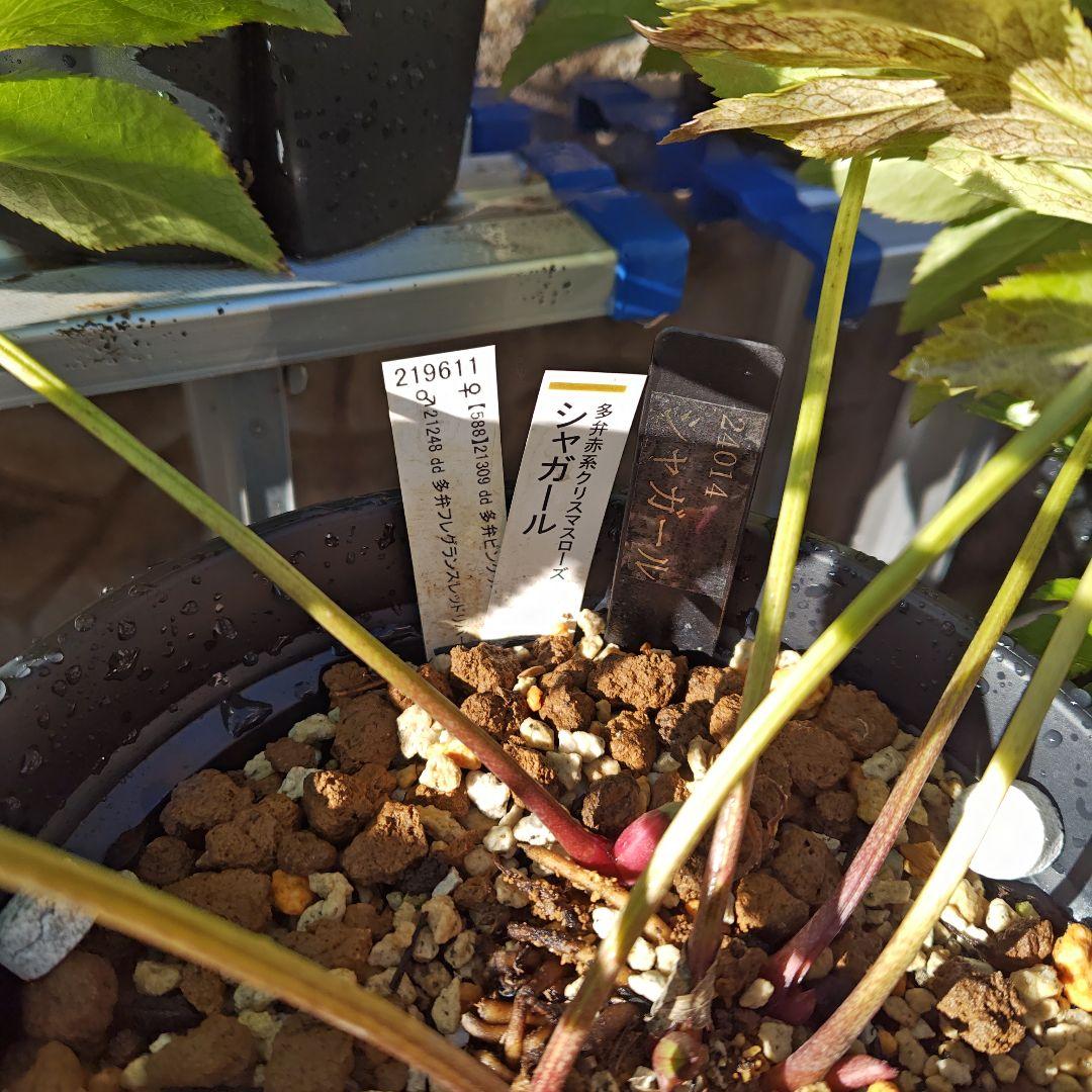 の*ん様 クリスマスローズ 加藤農園 ddシャガール 株分け