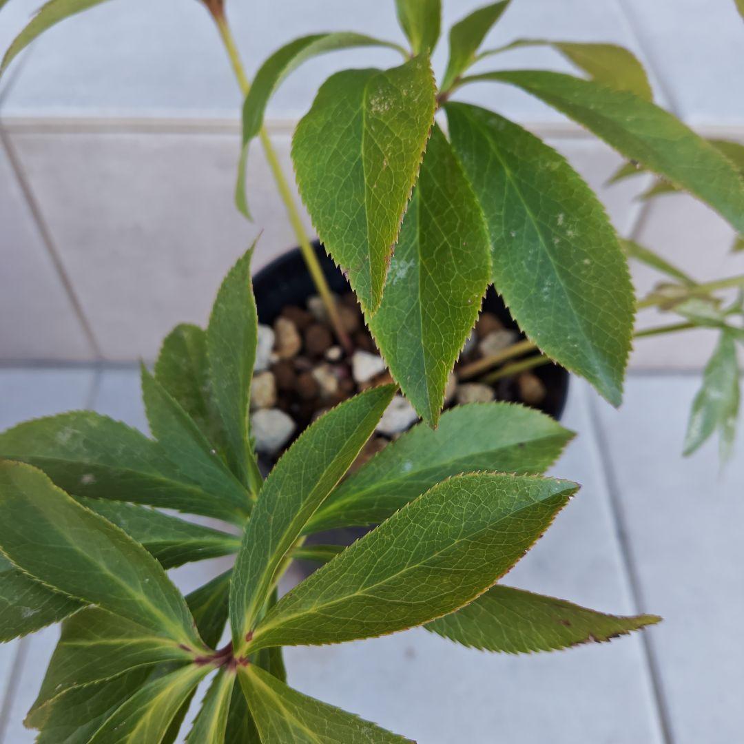 の*ん様 クリスマスローズ 加藤農園 ddシャガール 株分け