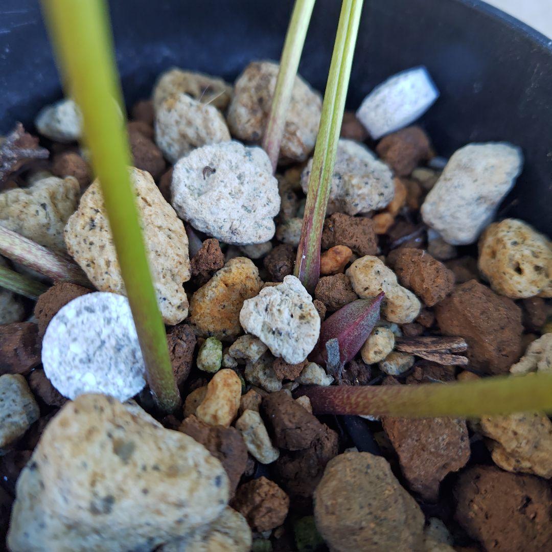 の*ん様 クリスマスローズ 加藤農園 ddシャガール 株分け