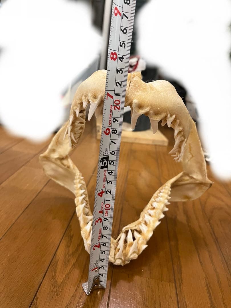 アオザメ　標本