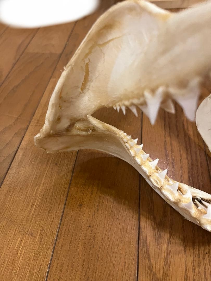 アオザメ　標本