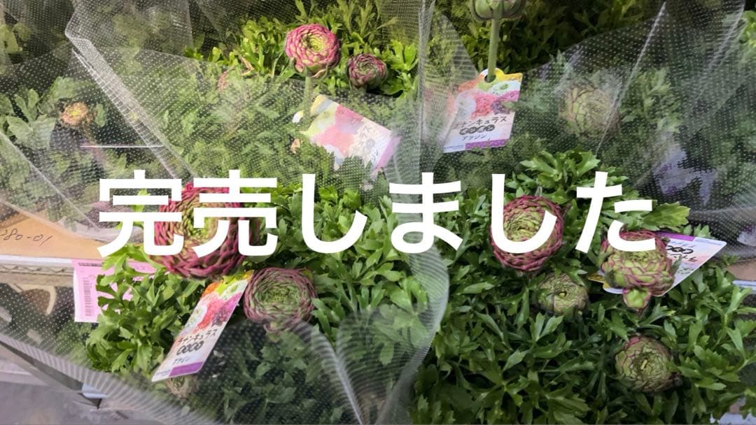 ラナンキュラスサクセストアレグ 5寸 同梱割引可能