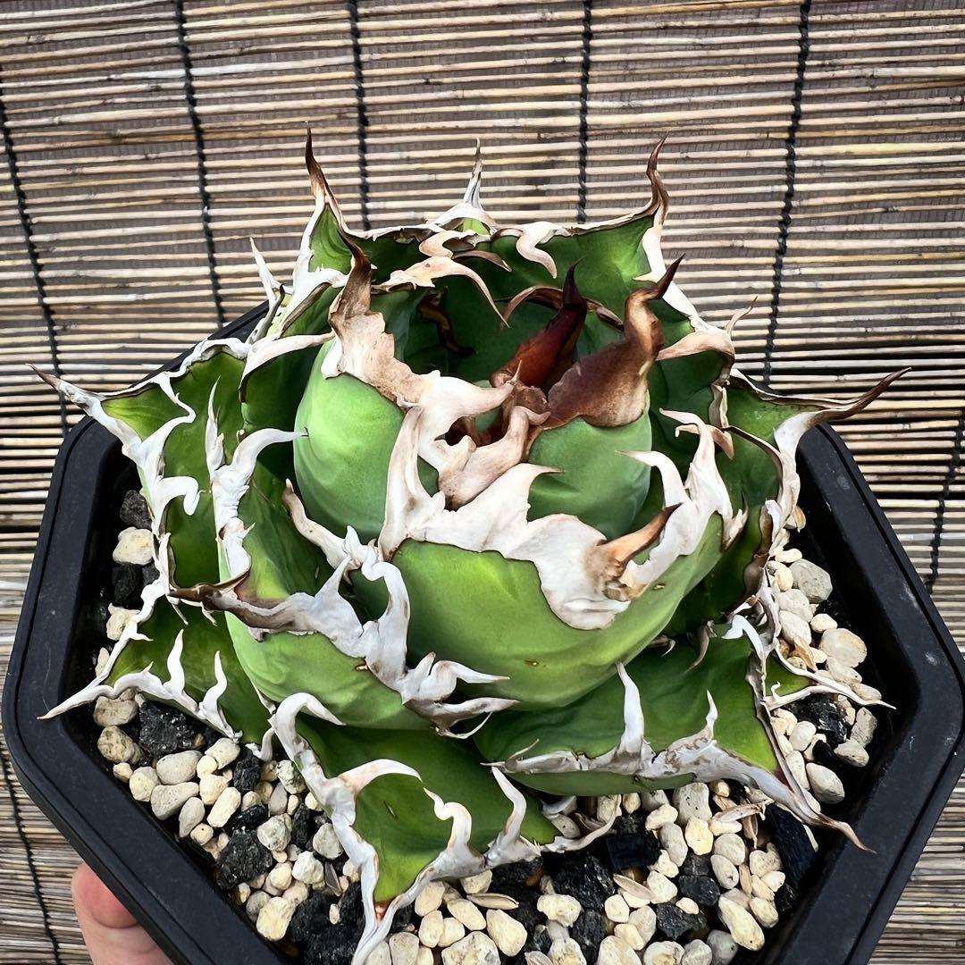 台湾　lize産　シーザー　凱撤