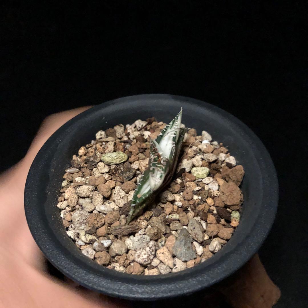 ライム_様SALE‼️アガベ　チタノタ　SAD斑入り‼️8398-500+600