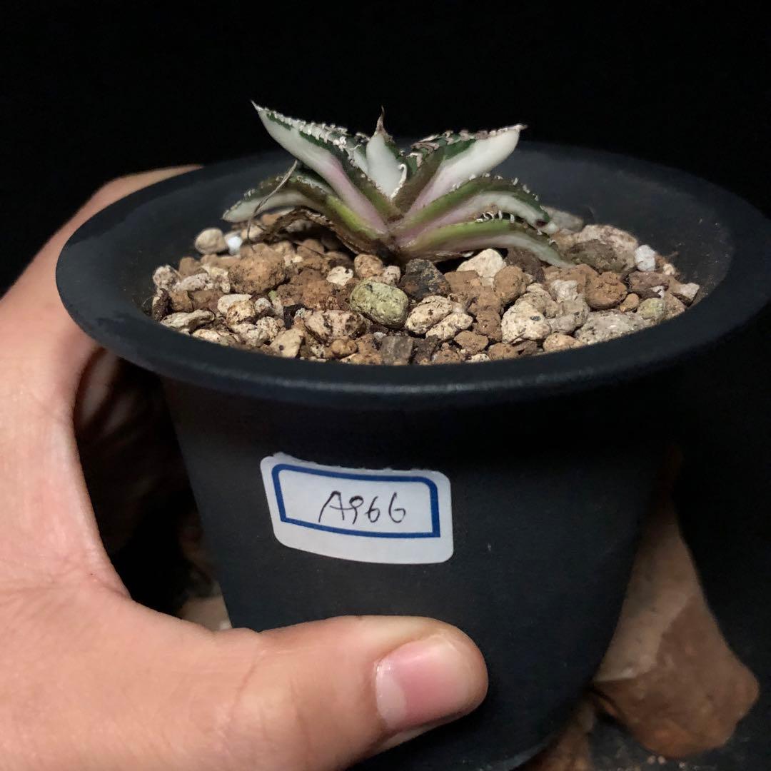 ライム_様SALE‼️アガベ　チタノタ　SAD斑入り‼️8398-500+600