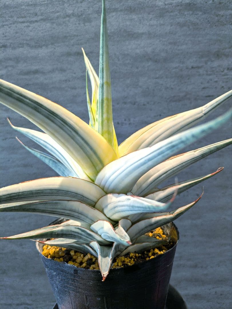 超希少　スノーホワイト　超特大　サンスベリア　ロリダ　サボテン　アガベ　多肉植物