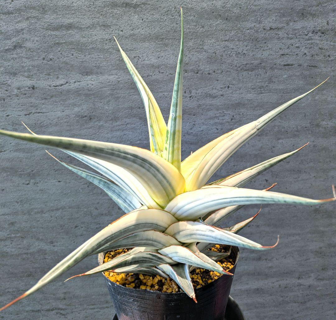 超希少　スノーホワイト　超特大　サンスベリア　ロリダ　サボテン　アガベ　多肉植物