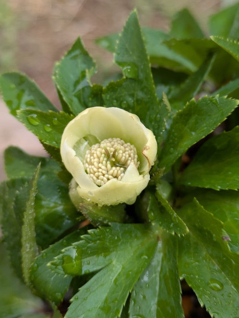クリスマスローズ　シングル クリーム色？　ベビードール〈横山園芸〉