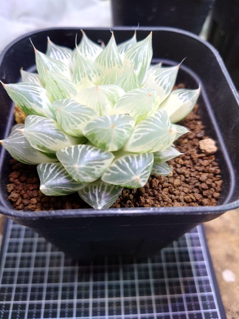 【白蛇伝】極上株　完璧子株付き　親株サイズ