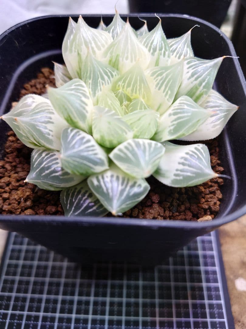 【白蛇伝】極上株　完璧子株付き　親株サイズ