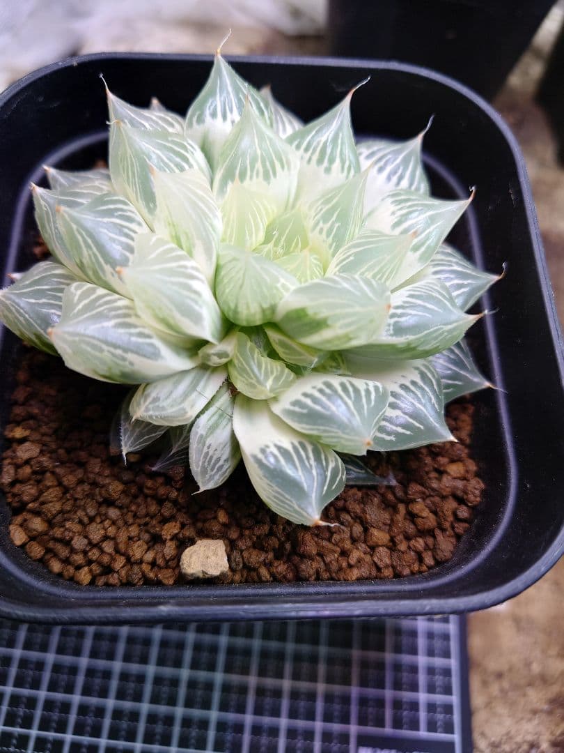 【白蛇伝】極上株　完璧子株付き　親株サイズ