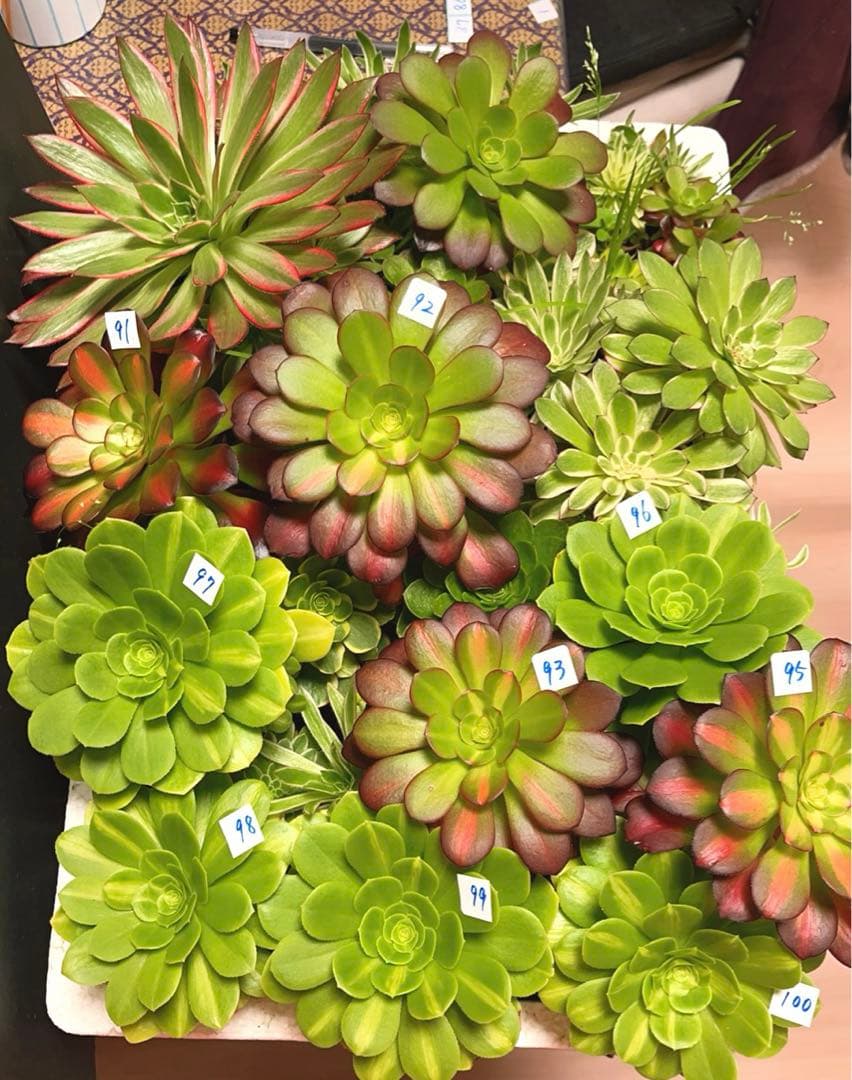 多肉植物アエオニウム錦❤️ 翡翠琉璃 ❤️