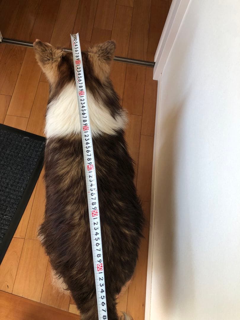 Taxidermy リアル犬の置物 茶色と白 約