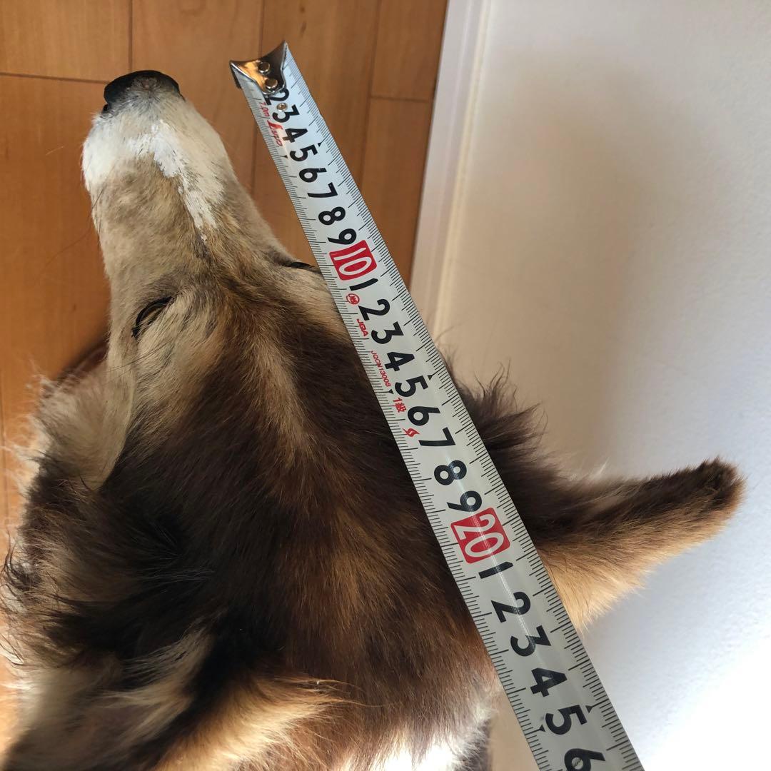 Taxidermy リアル犬の置物 茶色と白 約