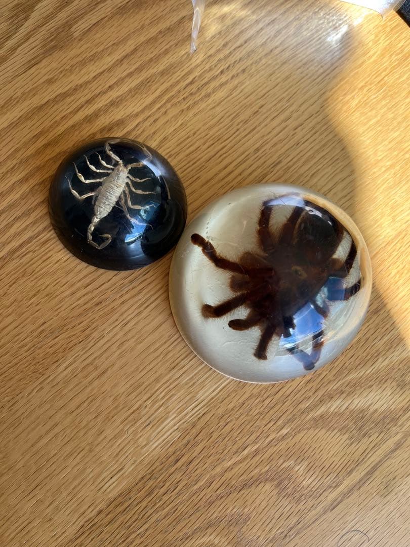 タランチュラとサソリ 樹脂標本 置物