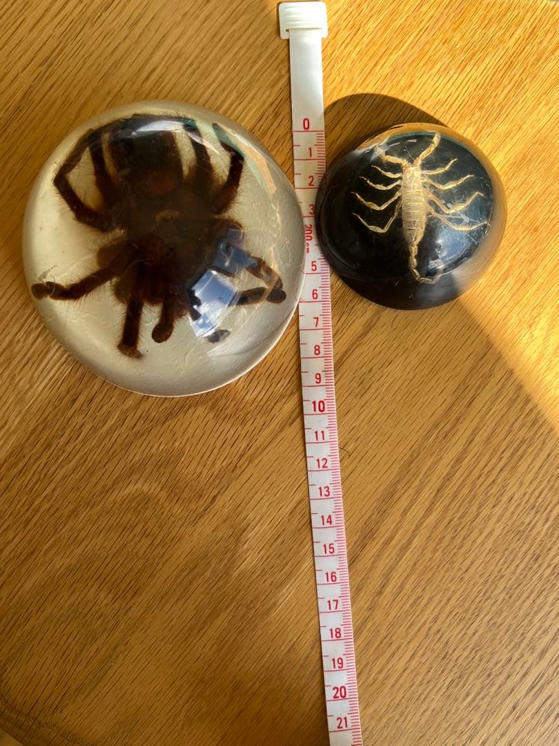 タランチュラとサソリ 樹脂標本 置物