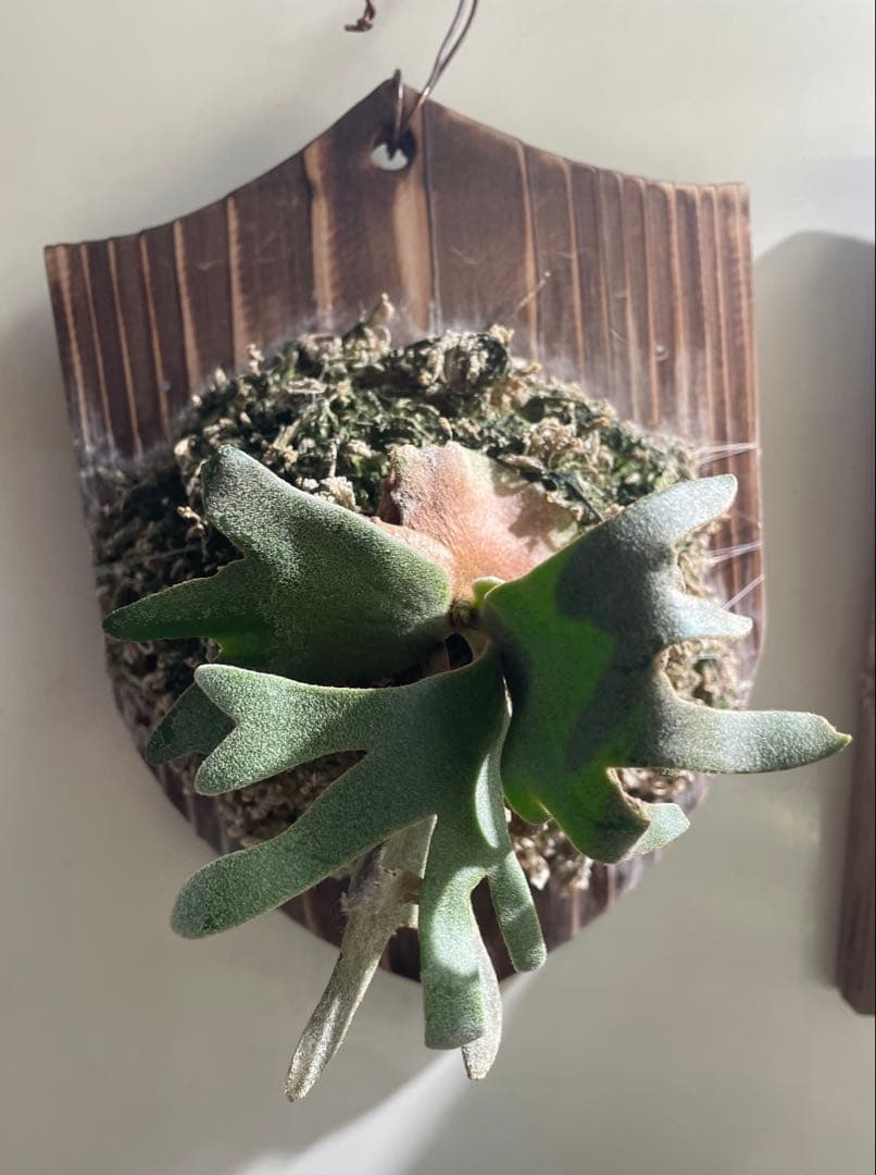 ビカクシダ P.willinckii Golden boy spore 金童