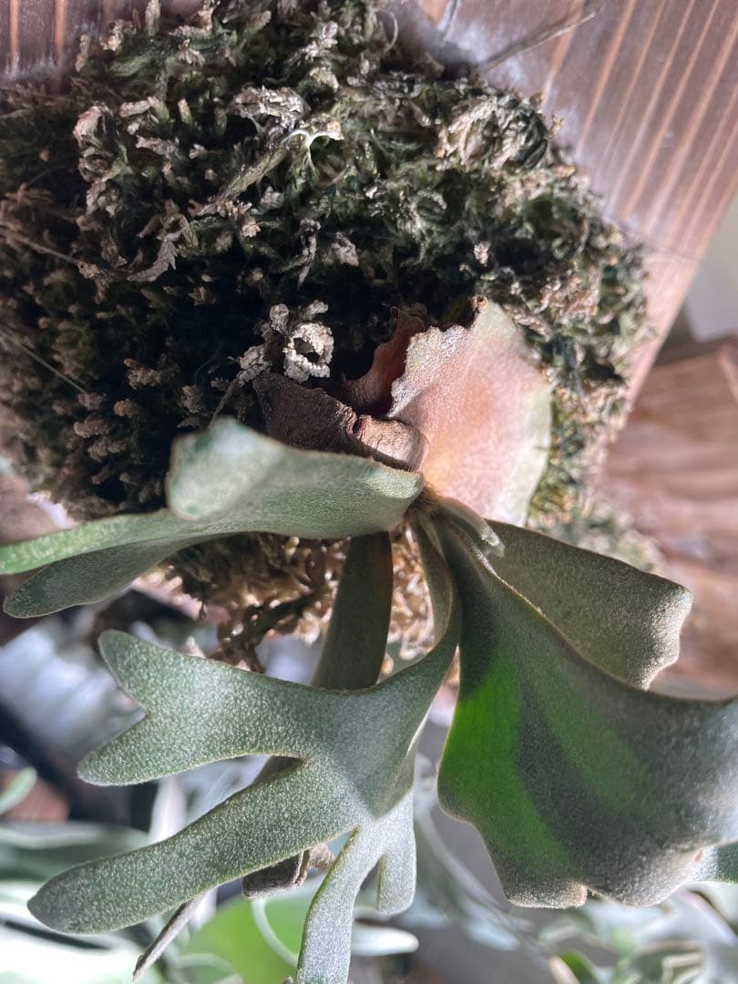 ビカクシダ P.willinckii Golden boy spore 金童