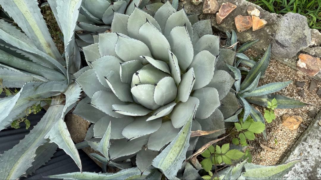 親株出品 アガベ パリー 65cm！お庭で存在感抜群！
