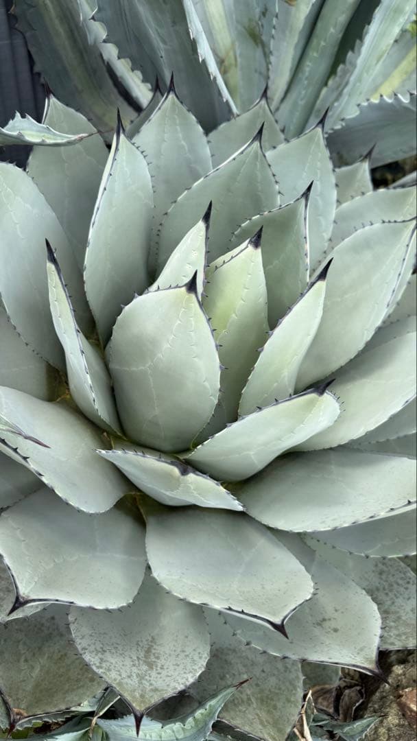 親株出品 アガベ パリー 65cm！お庭で存在感抜群！