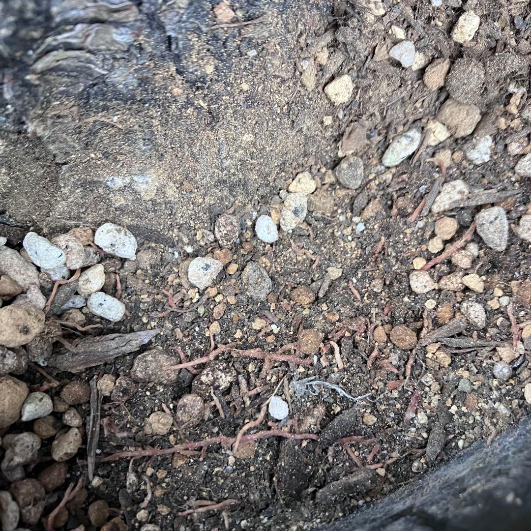 ユッカ フィリフェラ　メキシコ産　発根済