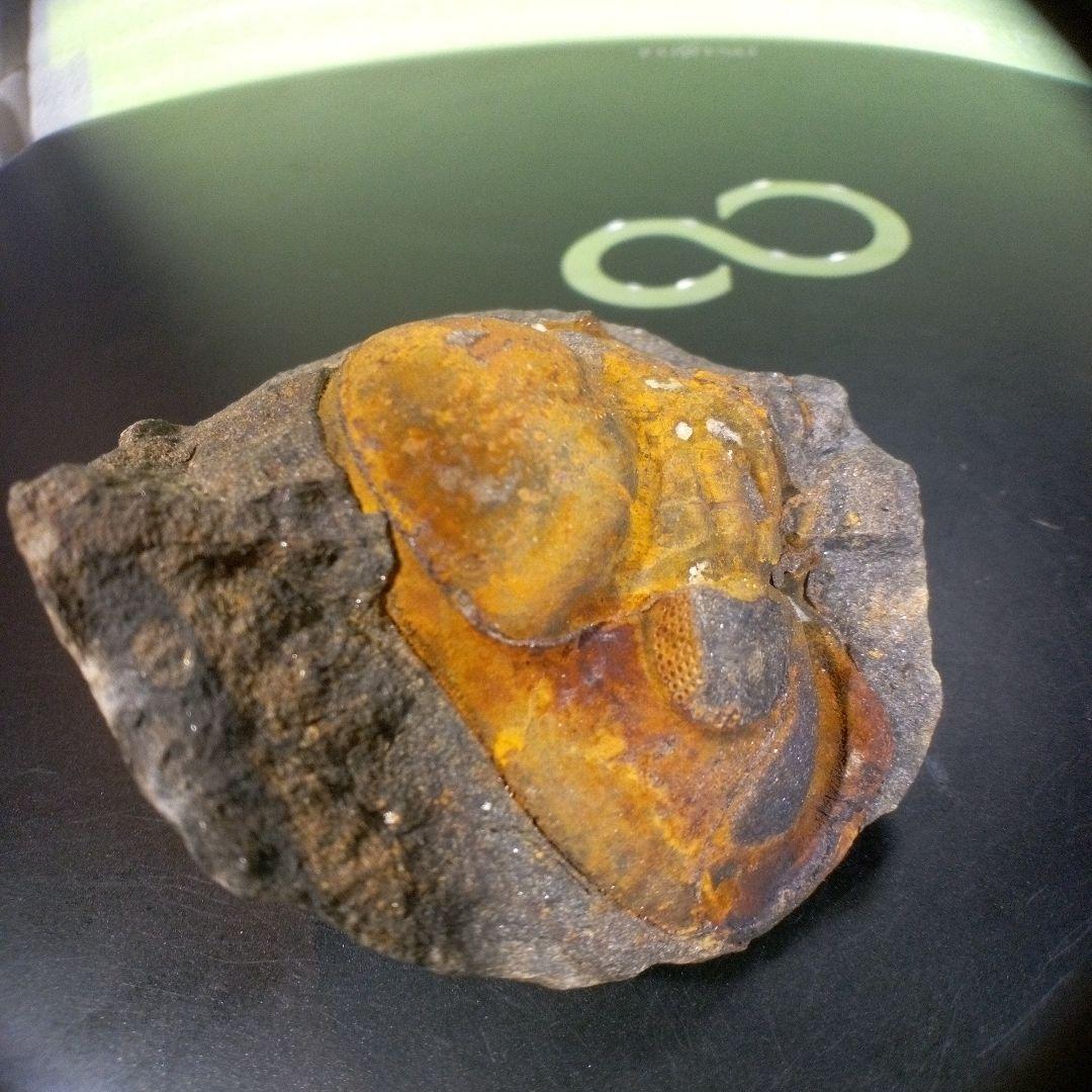 三葉虫　化石　fossil　ボリビア　trilobite　海生動物　三葉虫識別➁