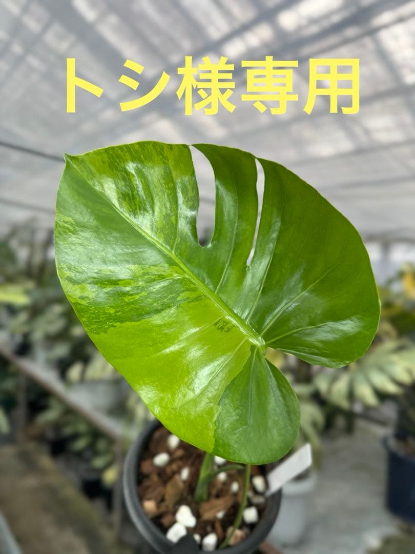 トシ　モンステラ　GOG抹茶斑入り