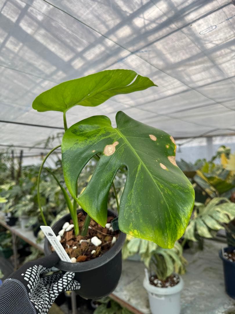 トシ　モンステラ　GOG抹茶斑入り