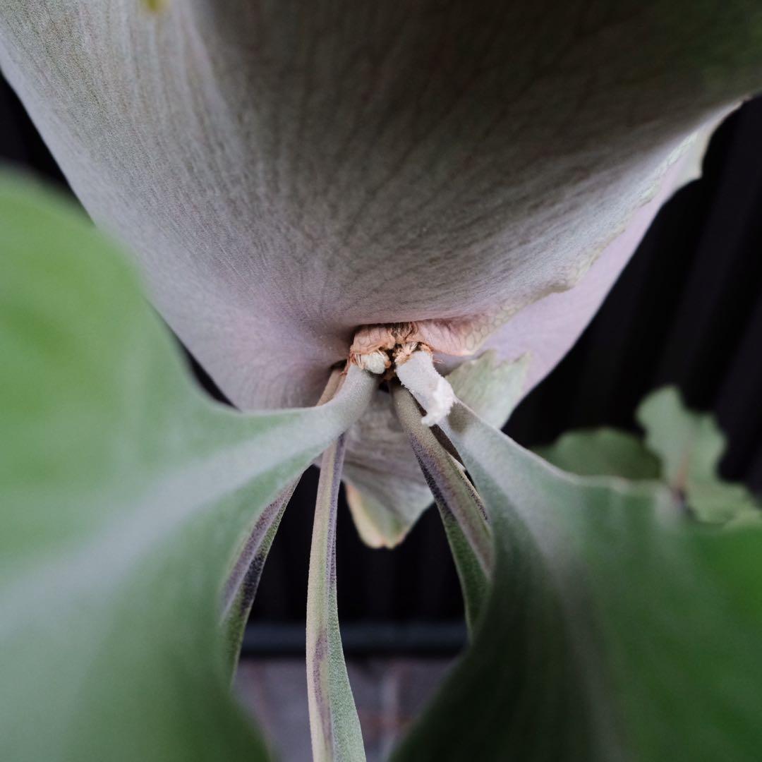 現品親株　大株　ビカクシダ　ヒリー　twenty OC yot#20