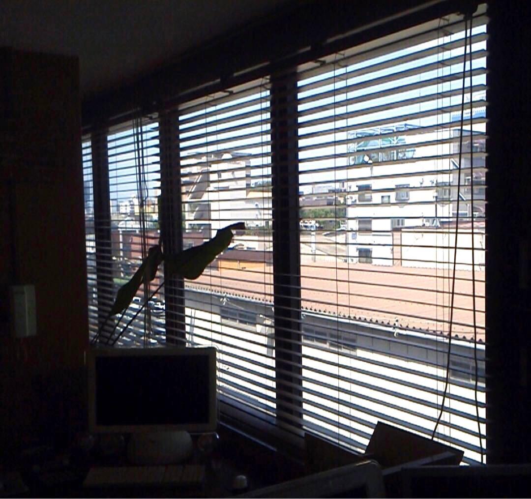 タチカワブラインド 木製ブラインド フォレティア50 w130×h154cm 右