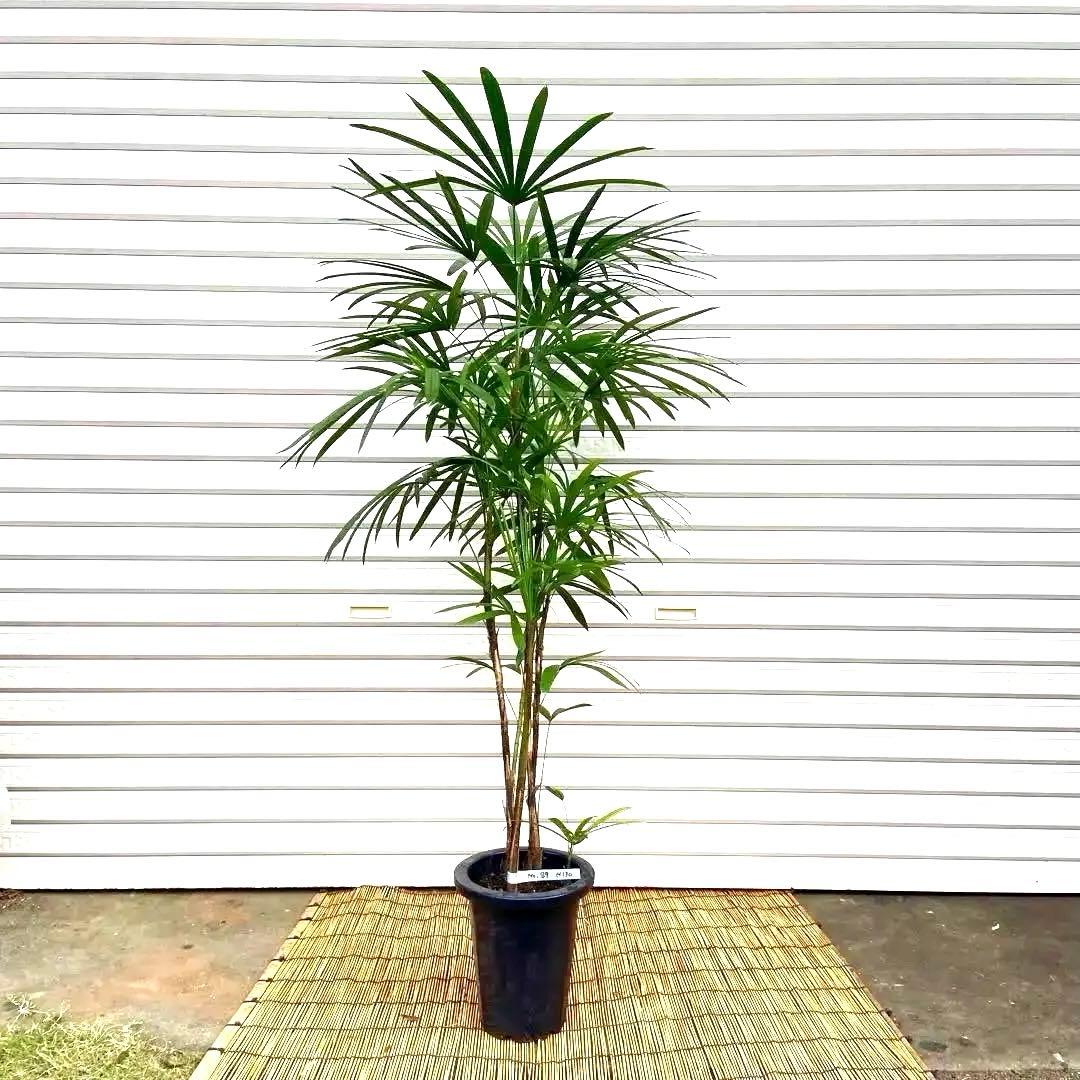 No.89 シュロチク　棕櫚竹　H130