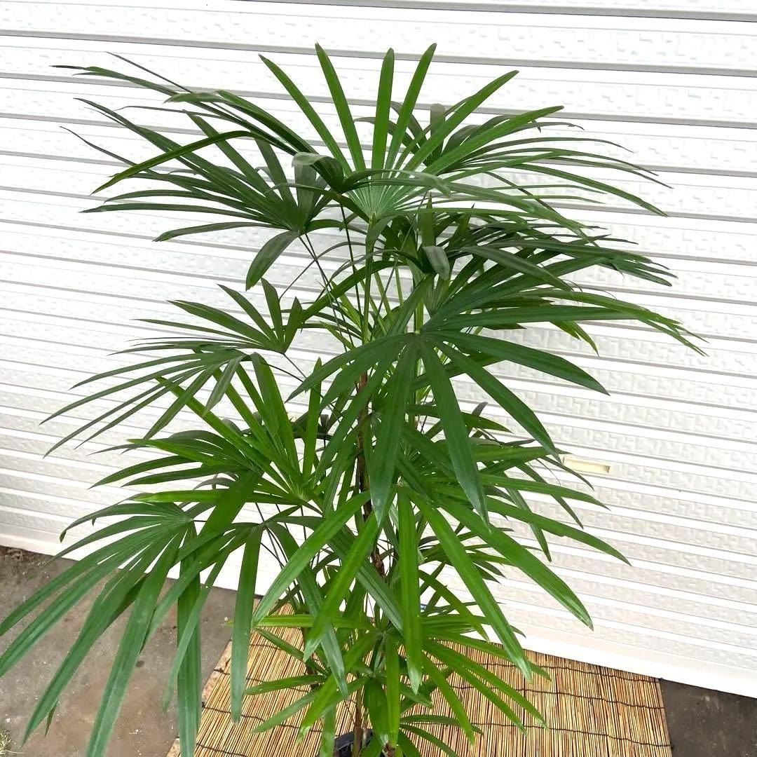 No.89 シュロチク　棕櫚竹　H130