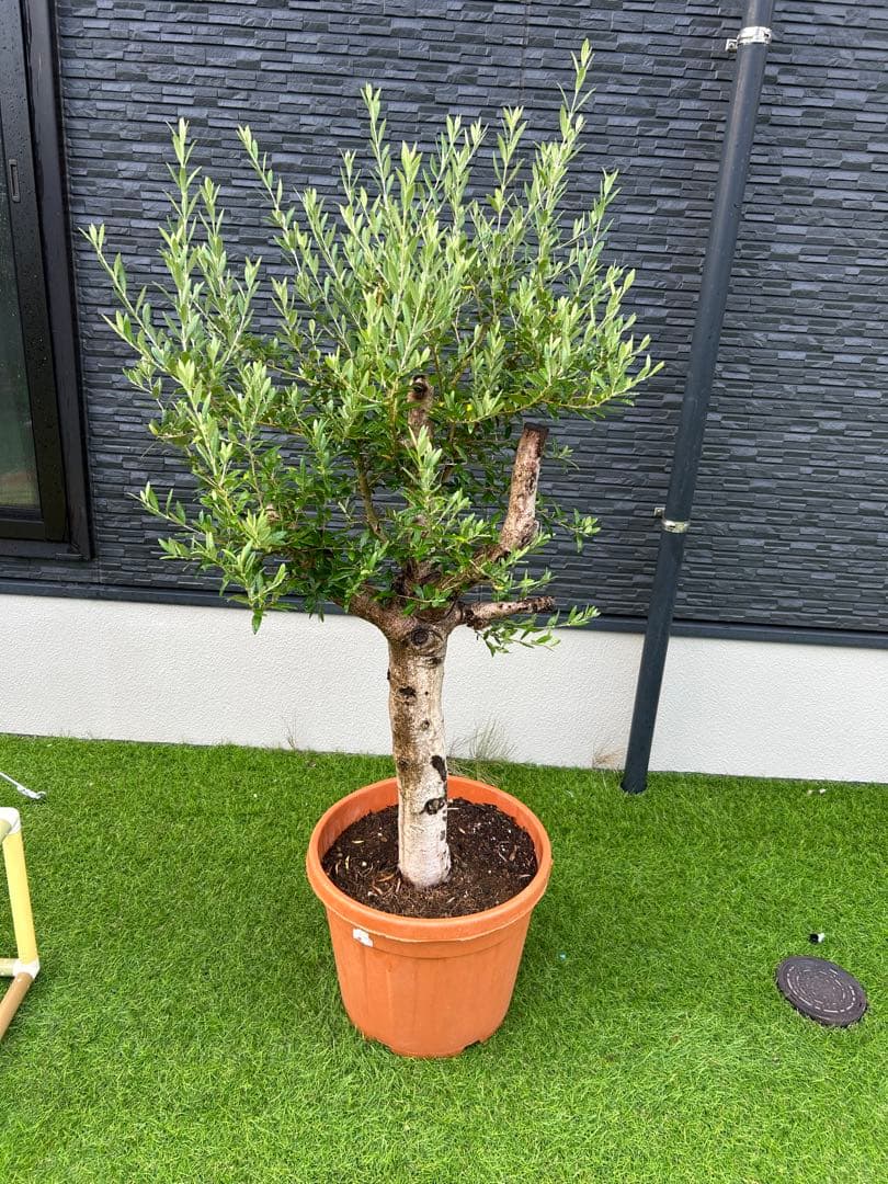 オリーブの木、古木