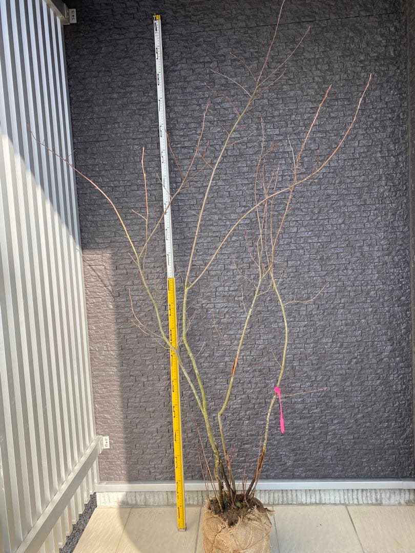 ジューンベリー　株立ち　樹高H1.7m