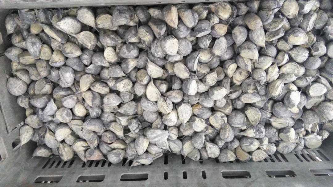 tokky　青森県産にんにく種子　消毒済み