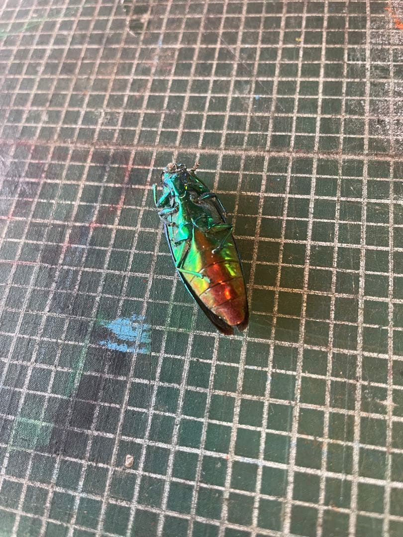 メタリックグリーンの昆虫標本 約5cm