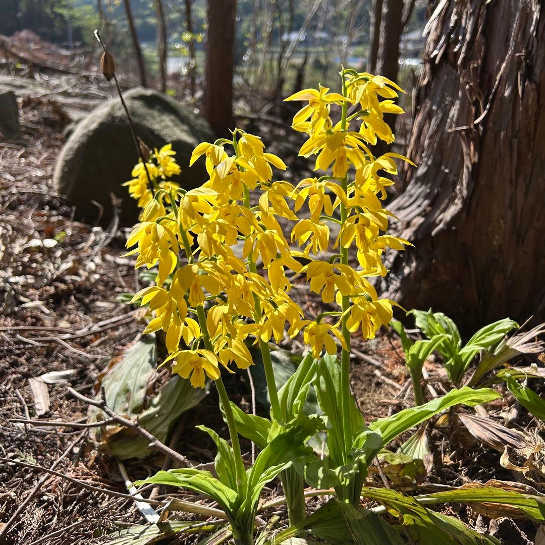 今春開花予定・キエビネ20株　黄エビネ　えびね　エビネ蘭　おまけ付き