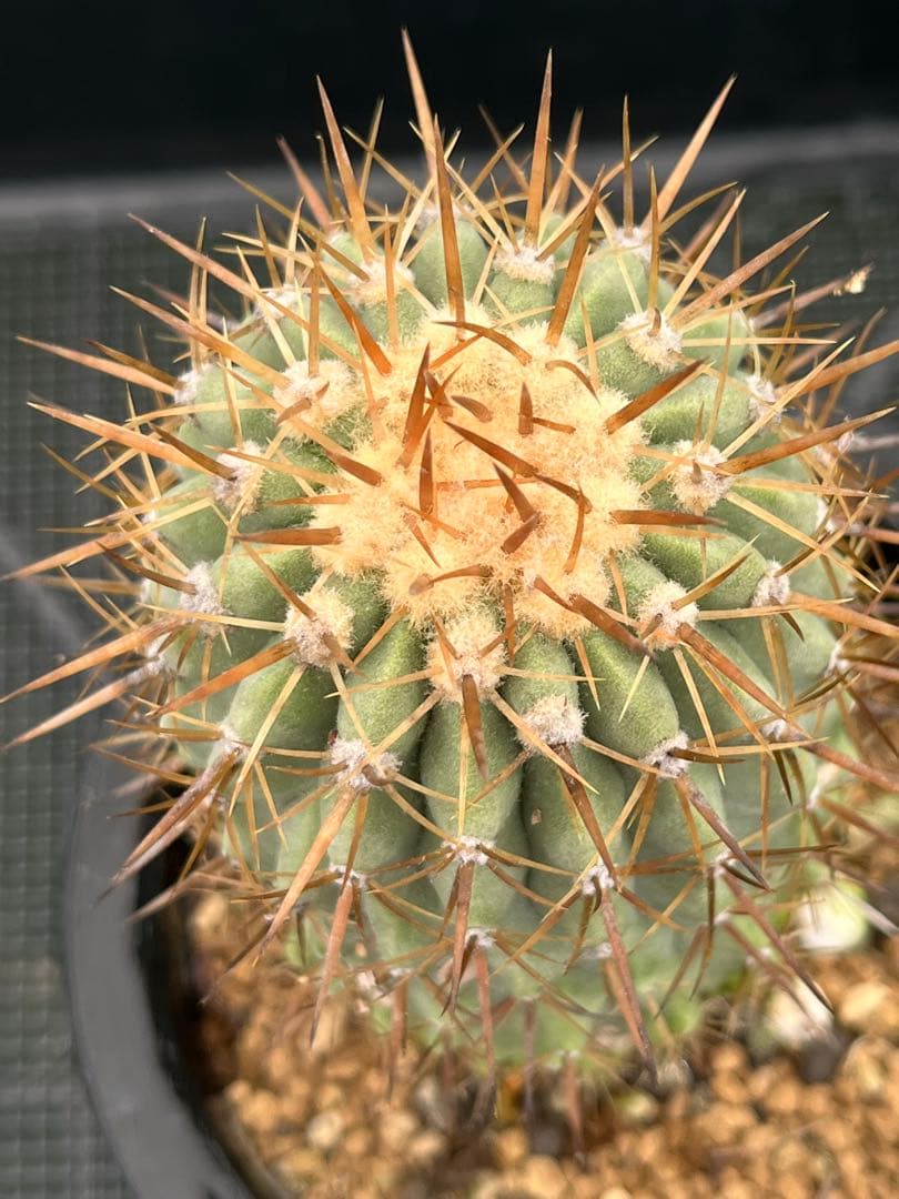 サボテン　コピアポア　実生　コルムナアルバ