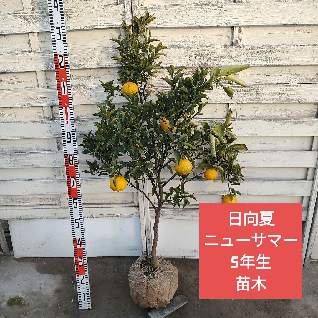 ドット 日向夏 ニューサマーオレンジ 5年生 苗木