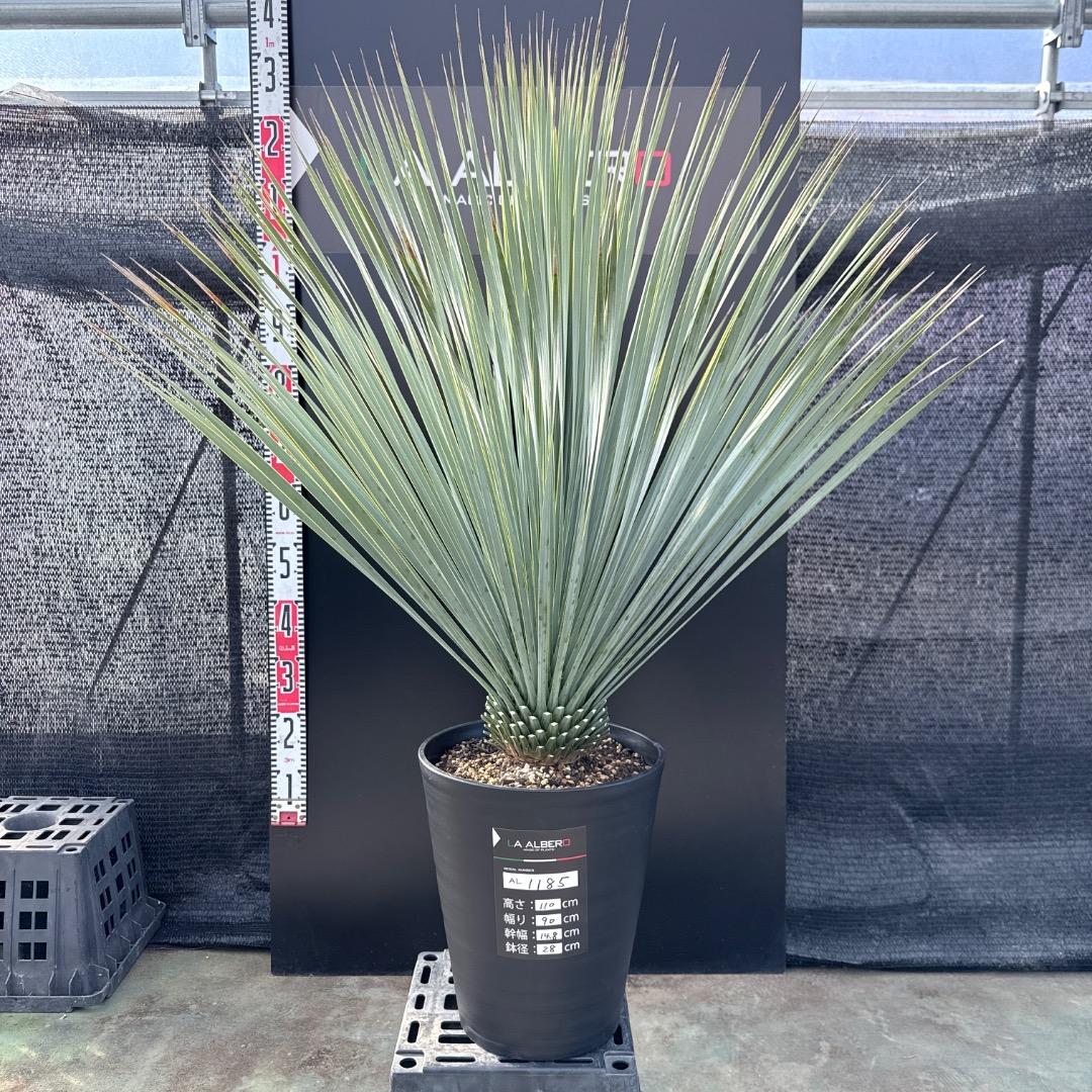 【AL1185】ユッカ　ロストラータ　ランチョブルー