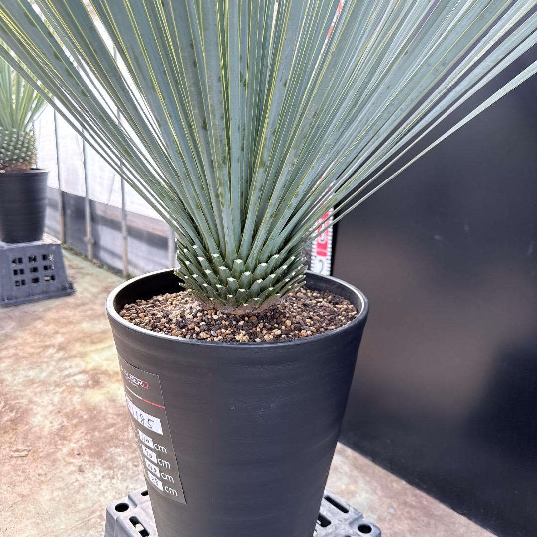 【AL1185】ユッカ　ロストラータ　ランチョブルー