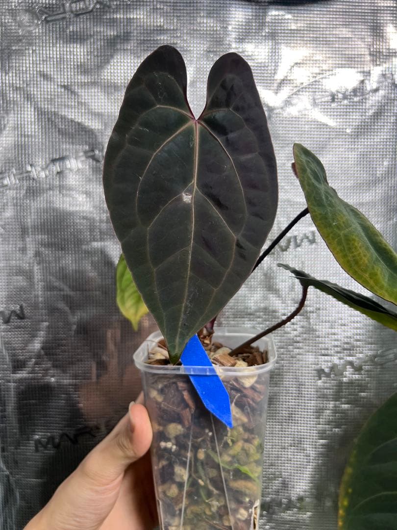 RedVeinDerPhoenix × Besseae off Ghost