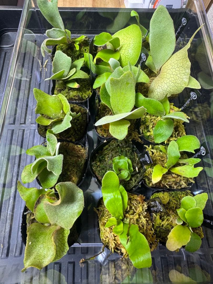 ビカクシダ15種