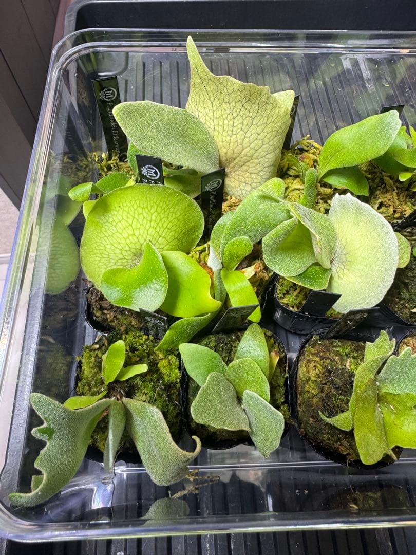 ビカクシダ15種