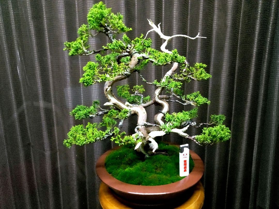 【双幹　真柏盆栽】　　　　　　　　　⭕値引き不可品❗
