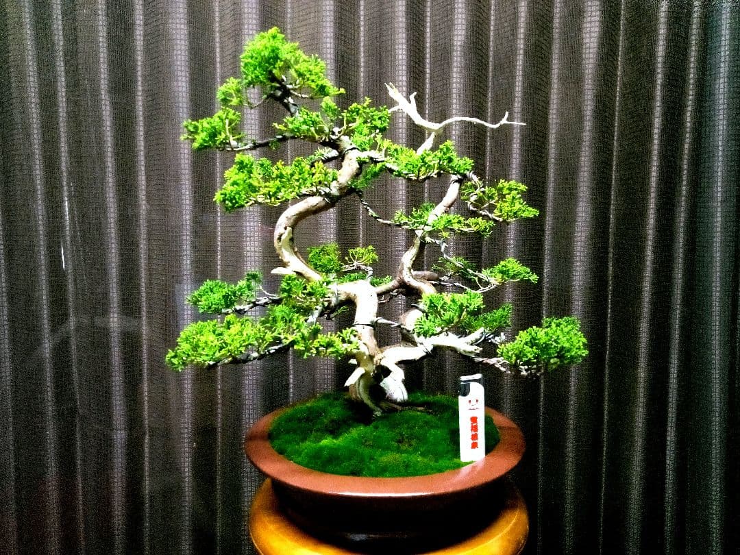 【双幹　真柏盆栽】　　　　　　　　　⭕値引き不可品❗
