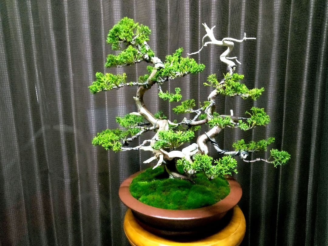 【双幹　真柏盆栽】　　　　　　　　　⭕値引き不可品❗