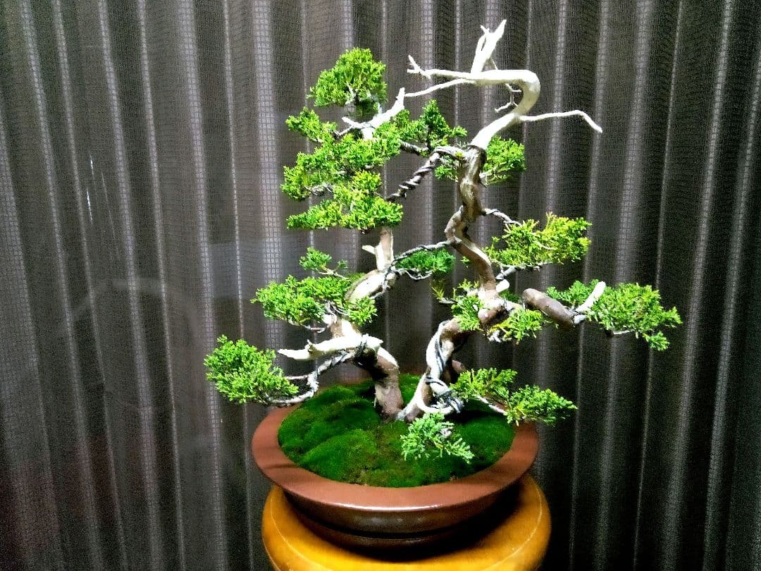 【双幹　真柏盆栽】　　　　　　　　　⭕値引き不可品❗