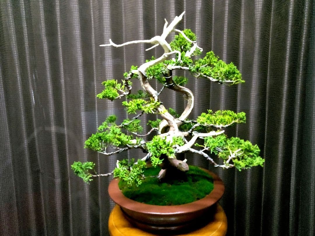【双幹　真柏盆栽】　　　　　　　　　⭕値引き不可品❗